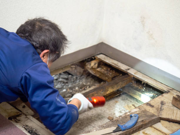 Best Water Damage Restoration  in Whitewater, KS