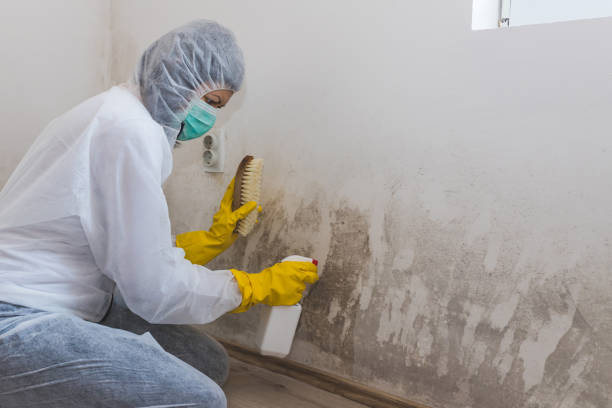 Best Local Mold Removal Service  in Whitewater, KS