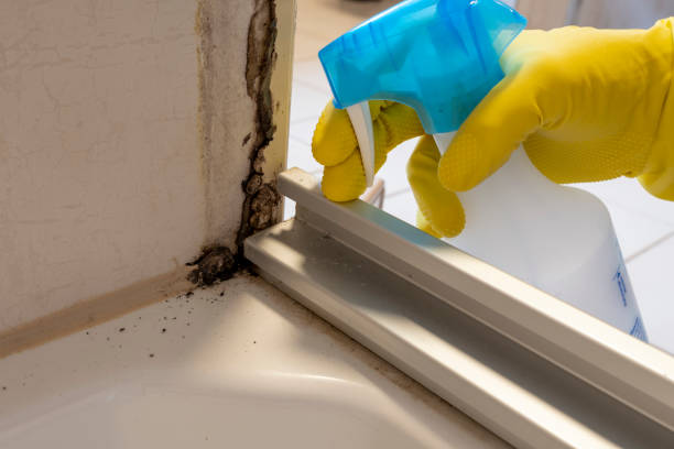 Best Mold Remediation  in Whitewater, KS