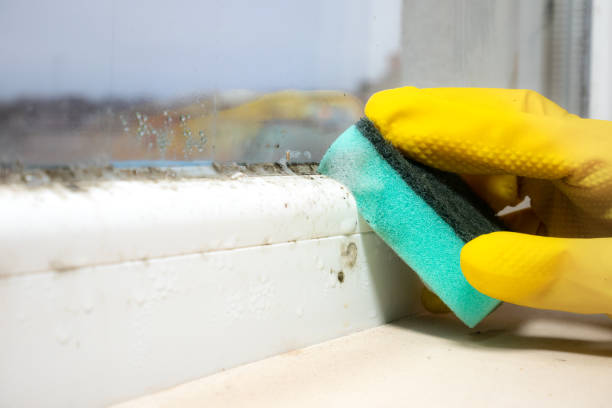 Best Black Mold Removal  in Whitewater, KS