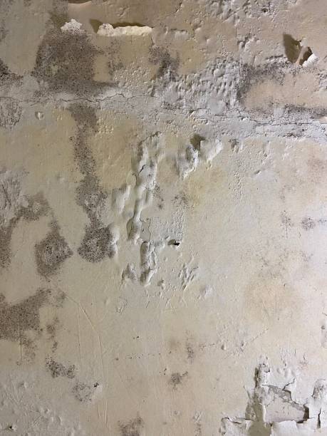 Best Mold Removal Process  in Whitewater, KS