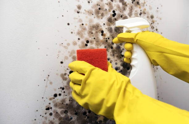 Best Professional Mold Removal  in Whitewater, KS
