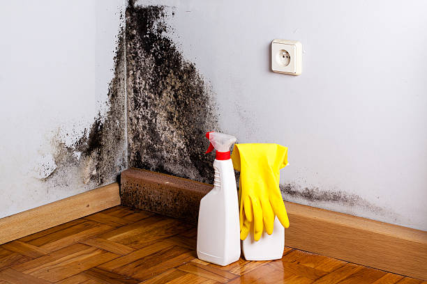 Best Fast Mold Removal  in Whitewater, KS