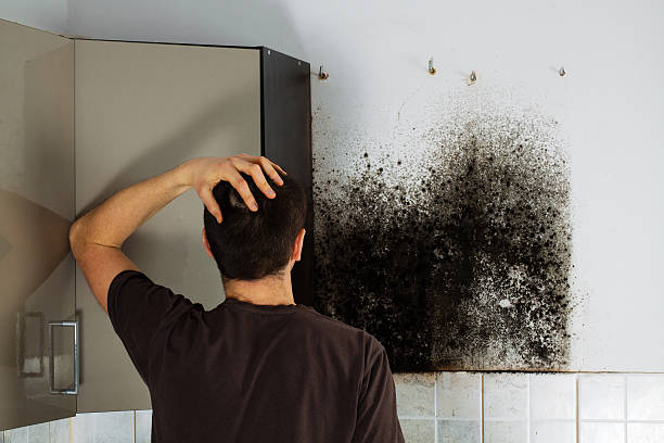Best Best Mold Removal Companies  in Whitewater, KS