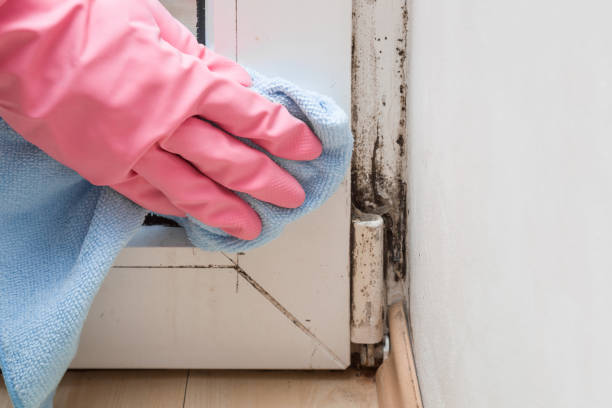 Attic Mold Removal in Whitewater, KS